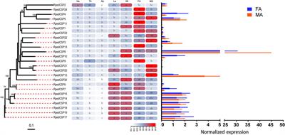 Genome-Wide Analysis of Odorant-Binding Proteins and Chemosensory Proteins in the Bean bug Riptortus pedestris